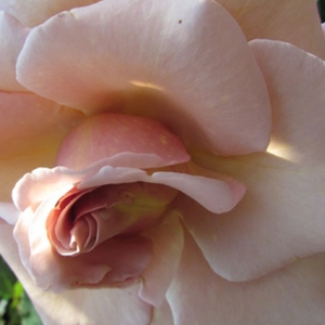Поръчка на рози - Чайно хибридни рози  - жълт - Pоза Версилия - дискретен аромат - НИРП Интернешанъл - Богато и трайно цъвтящи карсиви пастелени цветове.